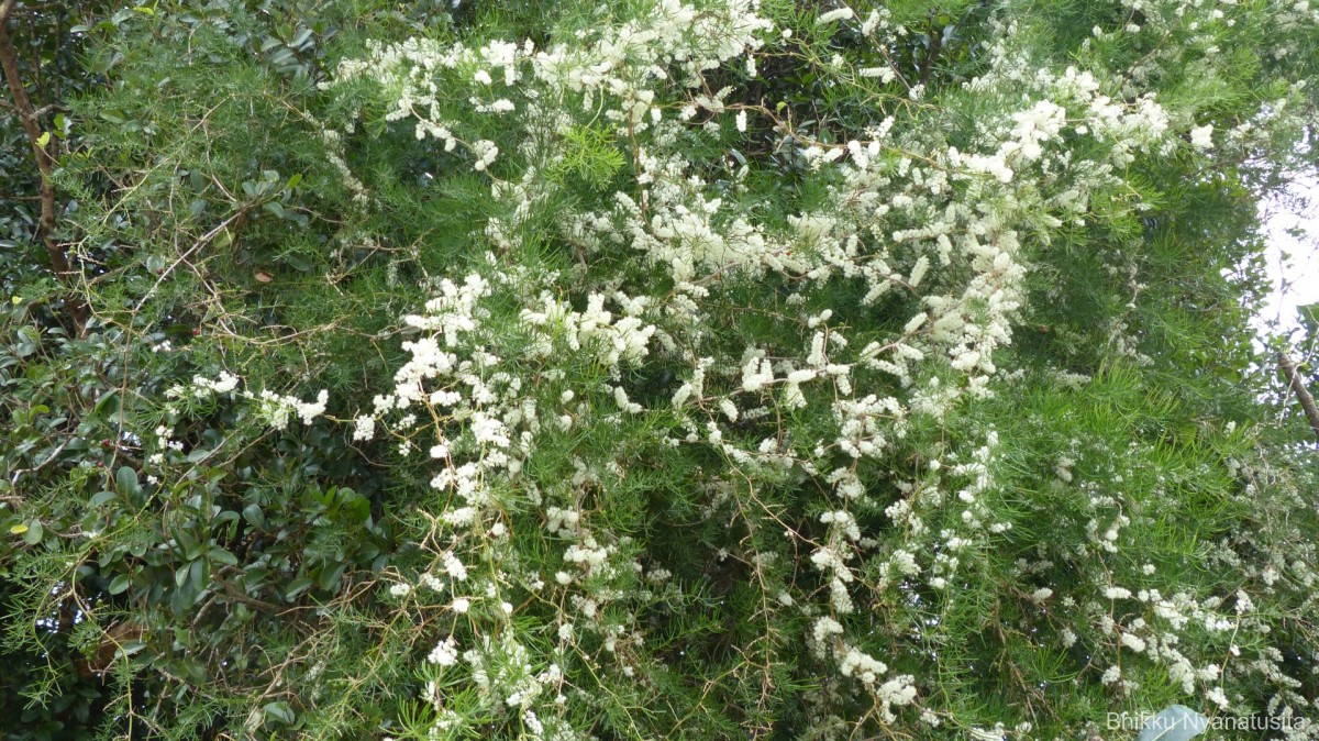 Asparagus racemosus Willd.